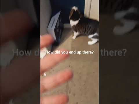 Как??? How??? #shortsviral