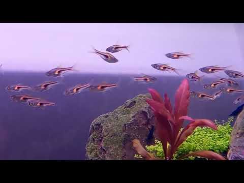 Karidesimiz doğumunu gerçekleştirmiş her yerde yavru var rasbora balıkları ile uyum içindeler🦐🦐🦐