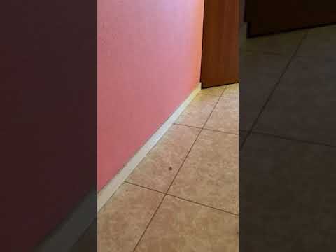 はじめてのチュウを歌いました