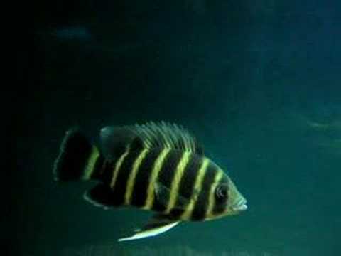 Zebra Tilapia 九間 Tilapia buttikoferi