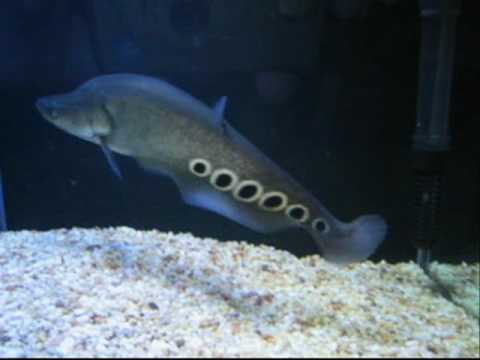 Clown Knifefish 東洋刀