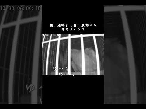オカメインコの威嚇