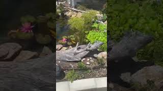 The POND is looking PHENOMENAL #thefishcorner #gardenpond #backyardpond #koifish #koipond #fyp