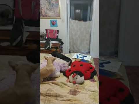 Doggie magic trick fail