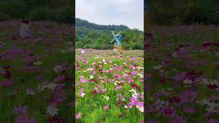 5.24实拍！青山湖花海已经开啦！周末可以冲啦 #杭州旅行 #我的私藏放空好去处 #周末去哪玩 #机位天才已就位 #旅行推荐官