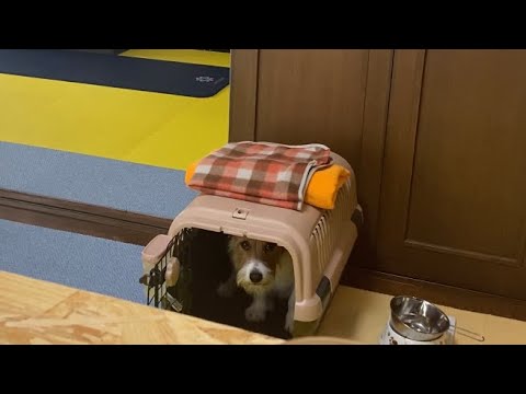 愛おしい動画(Uber eatsの配達音を聞いて色々思い出してハウスするのすけ)