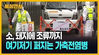 소, 돼지에 조류까지…여기저기 퍼지는 가축전염병 [세상만사] #가축전염병 #아프리카돼지열병 #럼피스킨병