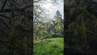 Big Leaf Maple tree covered in spring flowers. #nature #tree