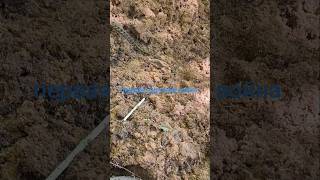 ww1 german position excavation from rigasfrontline easternfront #germanmilitary #metaldetecting #xp
