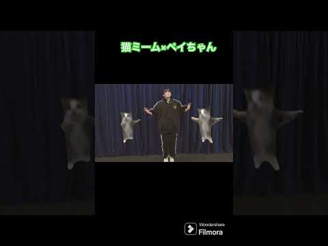 猫ミームのマネをするペイちゃんcat memes To imitate Naomi Payton【ペイトン尚未】 #short #catmemes #ペイトン尚未