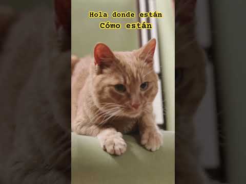 #hola  🐈 dónde están no te veo a estas aquí ya te veo viene a saludarte hola