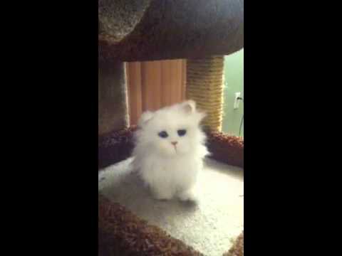 kitty