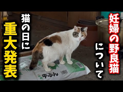 【猫の日】皆さまに重大発表がございます