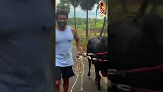 Suriya with Vaadivaasal Bull! | #Shorts