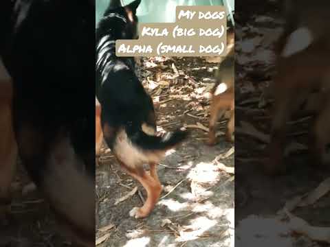 My Dogs
