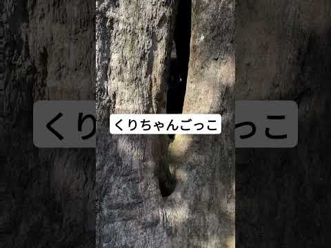 くりちゃんごっこ