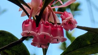 18區逍遙遊11- 寶馬山至筲箕灣賞吊鐘花觀維港會野豬 (Hiking Around HK 11- Braemar Hill to Shaukiwan Hiking and Sight Seeing)