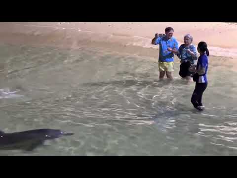 🇦🇺餵野生海豚 Y(^_^)Y Wild Dolphin Feed at Tangalooma