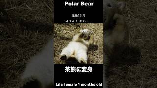 ダイブを覚えた赤ちゃんホッキョクグマ♪干し草タオルで茶熊に変身 #ホッキョクグマ#polarbear #shorts
