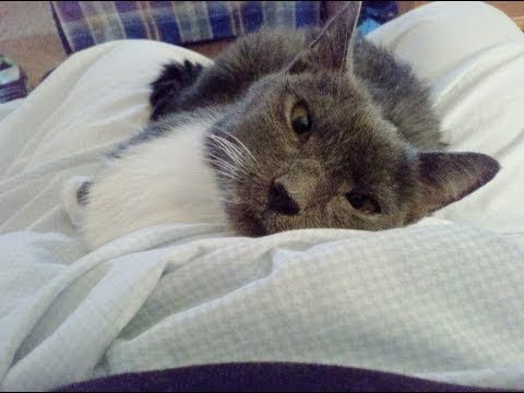 R.I.P. Fluffy Bennett Potok
