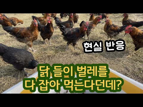 닭을 풀어 놓으면 벌레를 다 잡아 먹는다던데.. 현실 반응은? -귀농 방목 토종닭 농장