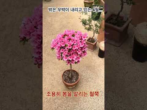 조용히 봄을 알리는 철쭉