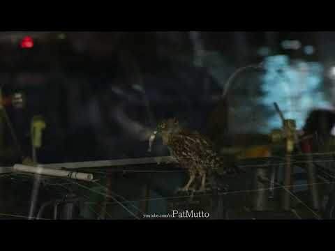 【悠遊鳥】4K | 褐漁鴞 | Brown fish Owl | 劇院式製作 | Cinematic Production