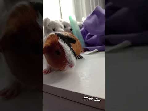 So cuteeeee