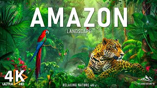 Amazon 4K - The World’s Largest Tropical Rainforest | Amazon Rainforest | Relaxation Film