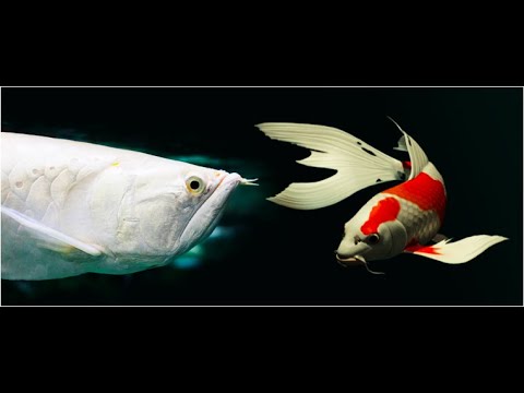Best Top 5 Silver Arowana Fish Feeding - South American Arowana Feeding Video