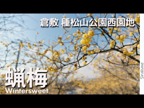 【倉敷】満開の蝋梅に囲まれてお散歩、良い香りに包まれて心地良い時間を楽しむ｜種松山