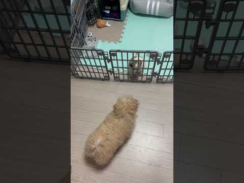 #maltipoo #puppy #강아지 #말티푸 #귀여운강아지 #puppylife #강아지일상 #파티말티푸 #다견가정 #첫만남 망고와 리치의 첫 만남💛🤎