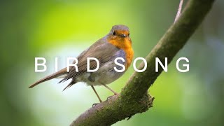 Woodland Bird Song • for Sleep Study and Relaxation