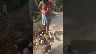 wow 😲😍 very cute pats. #patsy, #babydogs, #babydoge100x, #shortsviral, #niceview, #vairalshort,