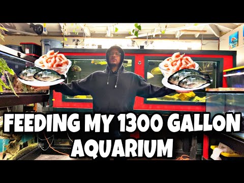 FEEDING MY 1300 GALLON AQUARIUM