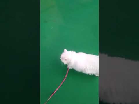 #cat #고양이 #옥상산책 #흰고양이 #털찐고양이