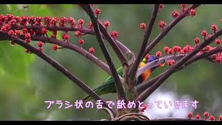アンブレラツリーで採蜜する野生のゴシキセイガイインコ【AAK Nature Watch】