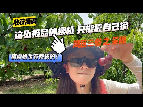 这么好吃的樱桃真的买不到 | 摘樱桃的雷区 | 旧金山湾区三俗之采摘