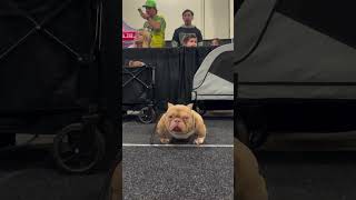 Rumble in the jungle 6 #dog #dogbreed