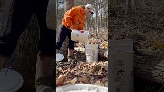 The sap is finally flowing again!!!!🙌   #maplesyrup #mapletapping #homestead #selfsufficiency
