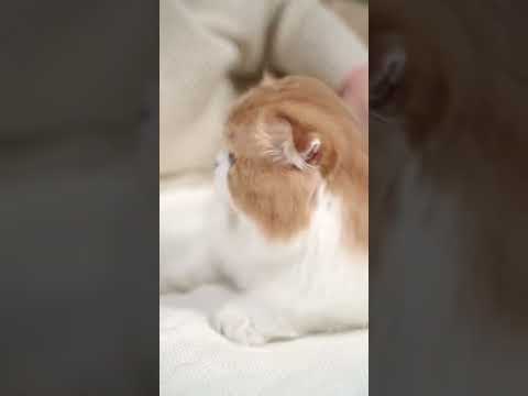 A persian baby cat❤️#viralshorts #cute #fyp #catlovers #millionviews #babycat #shorts #animallover