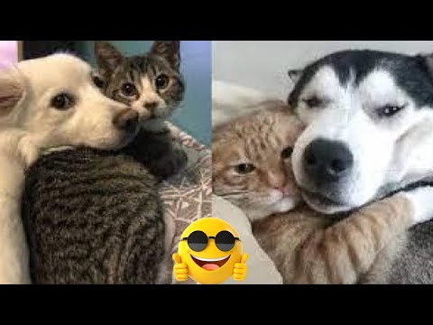"Animals with 🐕 Attitude: Hilarious Moments You Can't Miss! ;p 2024 "Part 3  | Can't Stop Laughings