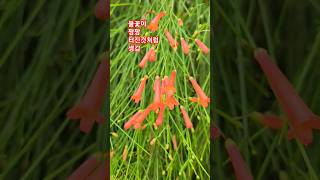 #빈하늘에_불꽃을_그린다 #민쇼크 #폭죽꽃 #수목원에서 #자연