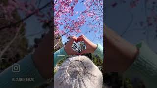 台灣夢幻賞櫻勝地🌸蟬說：霧繞 #vlog #日常vlog #dailyvlog #travel #travelvlog #打卡 #台灣 #景點 #台灣生活 #櫻花 #賞櫻