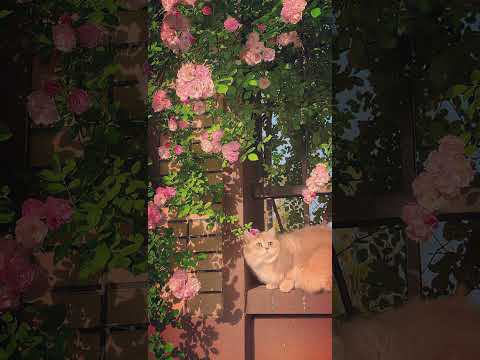 The aesthetic logi #music #beatstostudy #lofihiphop #relaxing #anime #aestheic #piano