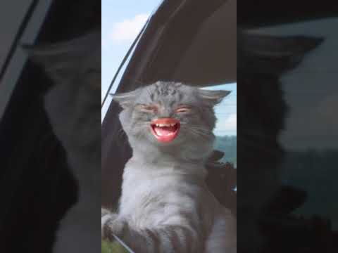 Crazy cat behavior
