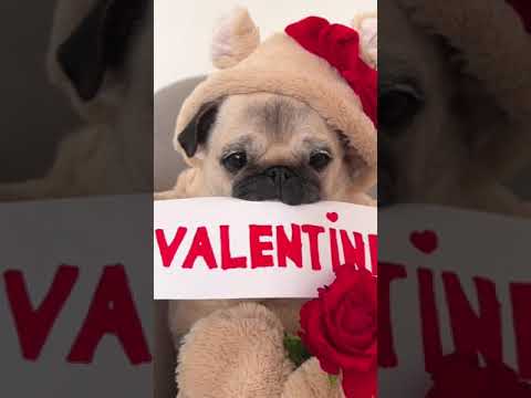 What’s your answer? 🧸🌹💌