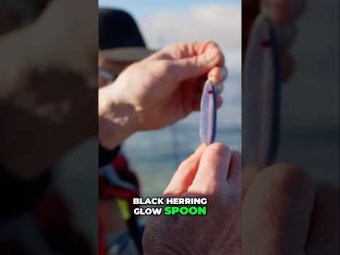 The only colours you need in your tackle box!! 🎣🎣