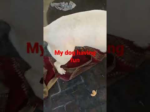 My new dog 🐕🐕 30 Subscribers Special(so cute