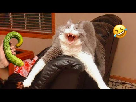 "Animals with 🐕 Attitude: Hilarious Moments You Can't Miss!  "Part 39  | Can't Stop Laughings